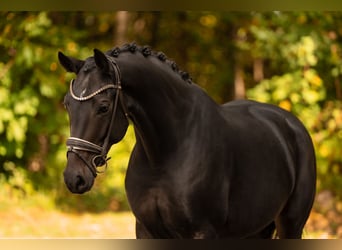 Hannoveraan, Merrie, 5 Jaar, 166 cm, Zwartbruin