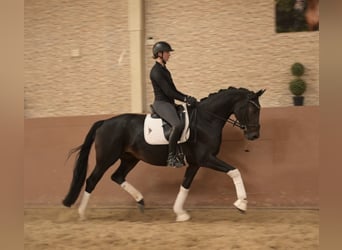 Hannoveraan, Merrie, 5 Jaar, 166 cm, Zwartbruin