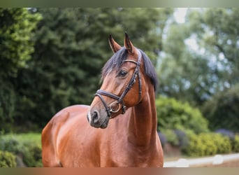 Hannoveraan, Merrie, 5 Jaar, 167 cm, Brauner