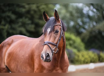 Hannoveraan, Merrie, 5 Jaar, 167 cm, Brauner