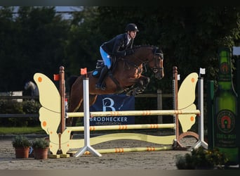 Hannoveraan, Merrie, 5 Jaar, 167 cm, Brauner