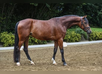 Hannoveraan, Merrie, 5 Jaar, 167 cm, Brauner