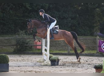 Hannoveraan, Merrie, 5 Jaar, 167 cm, Brauner