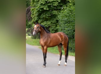 Hannoveraan, Merrie, 5 Jaar, 167 cm, Bruin