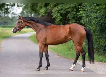 Hannoveraan, Merrie, 5 Jaar, 167 cm, Bruin