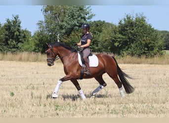 Hannoveraan, Merrie, 5 Jaar, 167 cm, Bruin