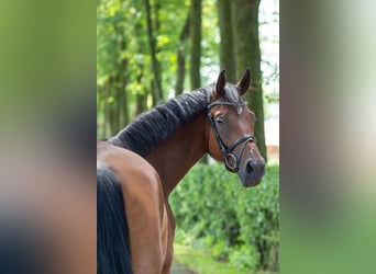 Hannoveraan, Merrie, 5 Jaar, 167 cm, Bruin