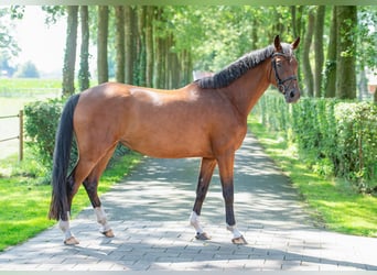 Hannoveraan, Merrie, 5 Jaar, 167 cm, Bruin