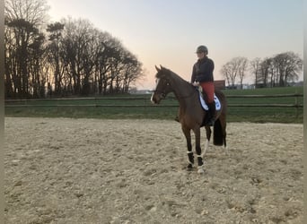 Hannoveraan, Merrie, 5 Jaar, 167 cm, Bruin