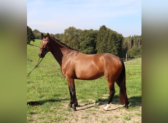 Hannoveraan, Merrie, 5 Jaar, 167 cm, Bruin