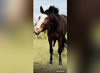 Hannoveraan, Merrie, 5 Jaar, 167 cm, Bruin