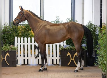 Hannoveraan, Merrie, 5 Jaar, 167 cm, Bruin