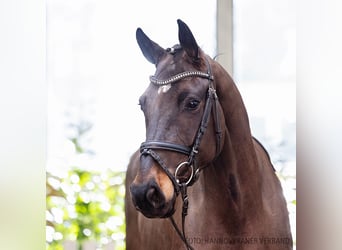 Hannoveraan, Merrie, 5 Jaar, 167 cm, Bruin