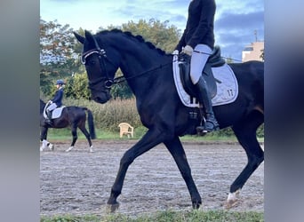 Hannoveraan, Merrie, 5 Jaar, 167 cm, Donkerbruin