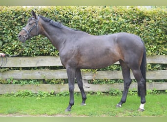 Hannoveraan, Merrie, 5 Jaar, 167 cm, Donkerbruin