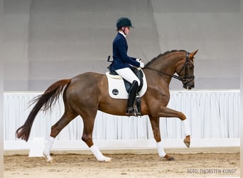 Hannoveraan, Merrie, 5 Jaar, 167 cm, Donkere-vos