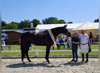 Hannoveraan, Merrie, 5 Jaar, 167 cm