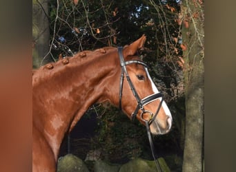 Hannoveraan, Merrie, 5 Jaar, 167 cm