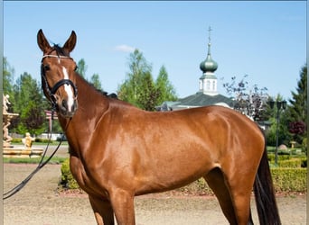 Hannoveraan, Merrie, 5 Jaar, 167 cm, Roodbruin