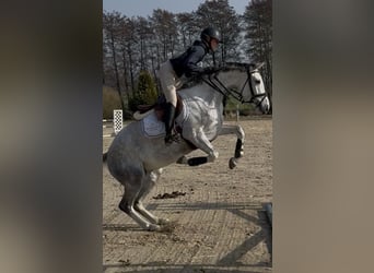Hannoveraan, Merrie, 5 Jaar, 167 cm, Schimmel