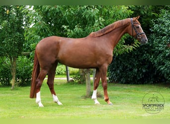 Hannoveraan, Merrie, 5 Jaar, 167 cm, Vos