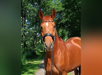 Hannoveraan, Merrie, 5 Jaar, 167 cm, Vos