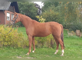 Hannoveraan, Merrie, 5 Jaar, 167 cm, Vos