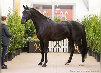 Hannoveraan, Merrie, 5 Jaar, 167 cm, Zwart