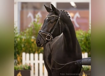 Hannoveraan, Merrie, 5 Jaar, 167 cm, Zwart