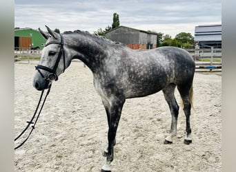 Hannoveraan, Merrie, 5 Jaar, 168 cm, Appelschimmel