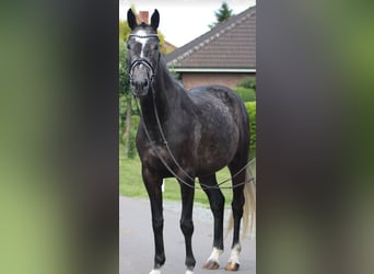 Hannoveraan, Merrie, 5 Jaar, 168 cm, Appelschimmel