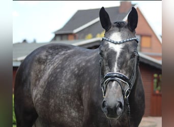 Hannoveraan, Merrie, 5 Jaar, 168 cm, Appelschimmel