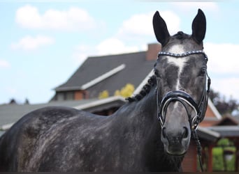 Hannoveraan, Merrie, 5 Jaar, 168 cm, Appelschimmel