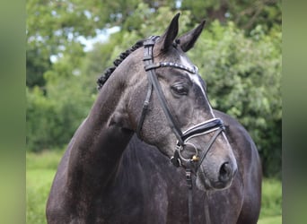 Hannoveraan, Merrie, 5 Jaar, 168 cm, Appelschimmel