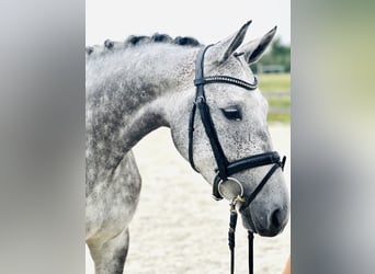 Hannoveraan, Merrie, 5 Jaar, 168 cm, Appelschimmel