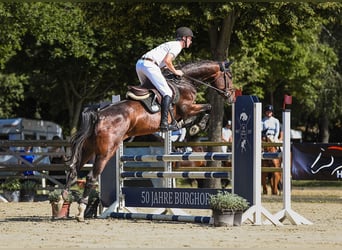 Hannoveraan, Merrie, 5 Jaar, 168 cm, Brauner