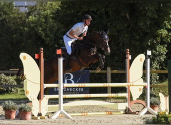 Hannoveraan, Merrie, 5 Jaar, 168 cm, Brauner