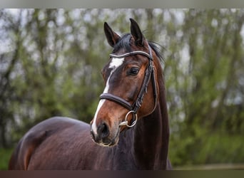 Hannoveraan, Merrie, 5 Jaar, 168 cm, Brauner