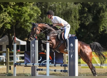 Hannoveraan, Merrie, 5 Jaar, 168 cm, Brauner