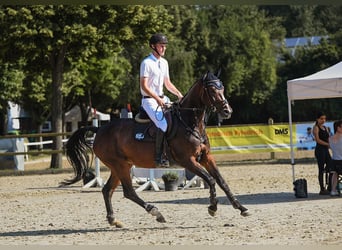 Hannoveraan, Merrie, 5 Jaar, 168 cm, Brauner