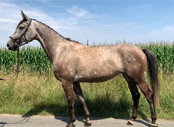 Hannoveraan, Merrie, 5 Jaar, 168 cm, Brown Falb schimmel