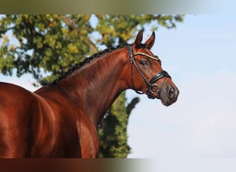 Hannoveraan, Merrie, 5 Jaar, 168 cm, Bruin