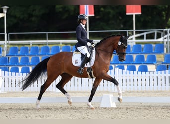 Hannoveraan, Merrie, 5 Jaar, 168 cm, Bruin