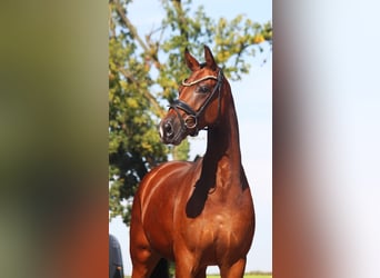 Hannoveraan, Merrie, 5 Jaar, 168 cm, Bruin