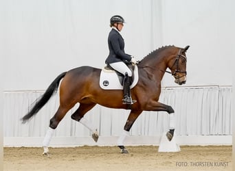 Hannoveraan, Merrie, 5 Jaar, 168 cm, Bruin