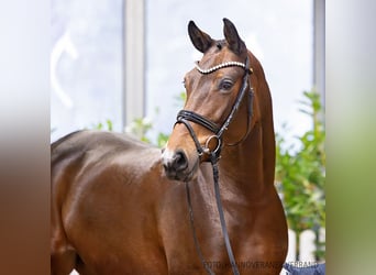 Hannoveraan, Merrie, 5 Jaar, 168 cm, Bruin