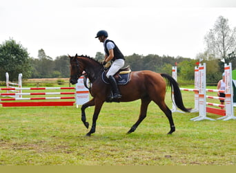 Hannoveraan, Merrie, 5 Jaar, 168 cm, Bruin