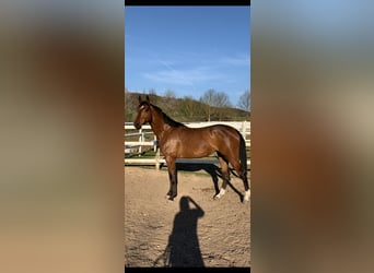 Hannoveraan, Merrie, 5 Jaar, 168 cm, Bruin