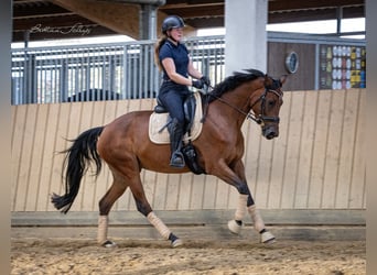 Hannoveraan, Merrie, 5 Jaar, 168 cm, Donkerbruin