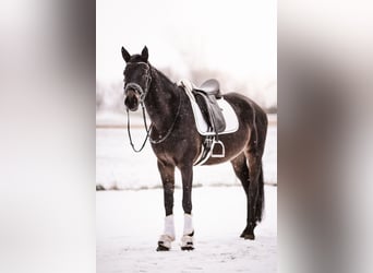 Hannoveraan, Merrie, 5 Jaar, 168 cm, Donkerbruin